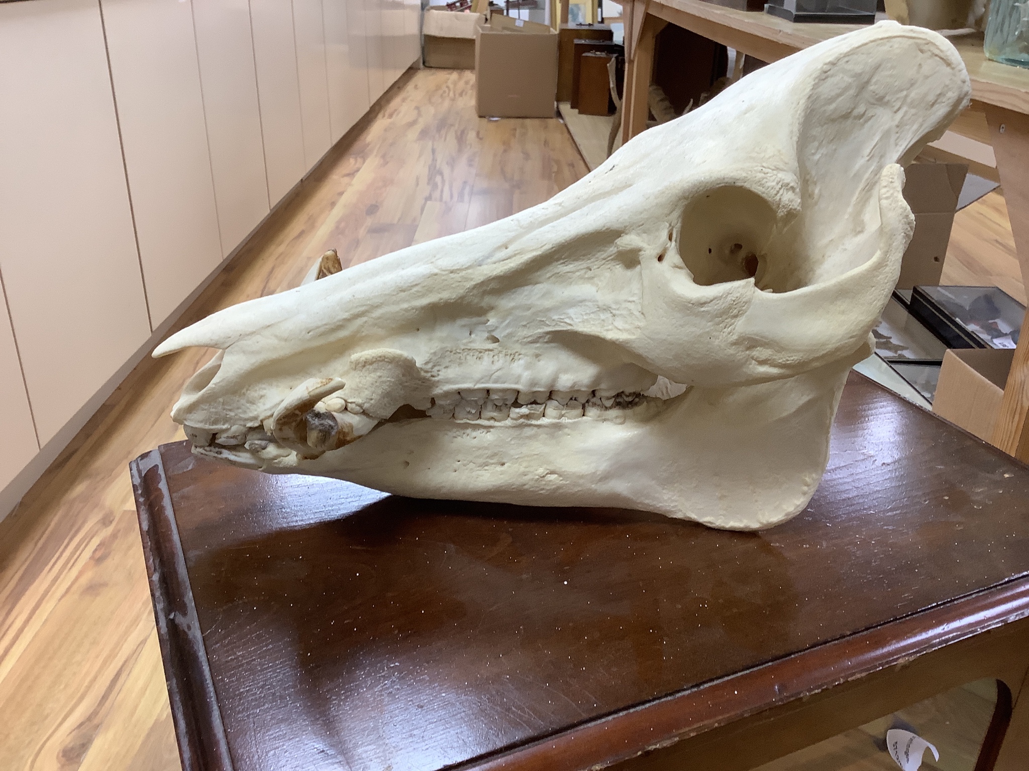 Animal anatomy - a warthog or wild boar skull, 39 cm long